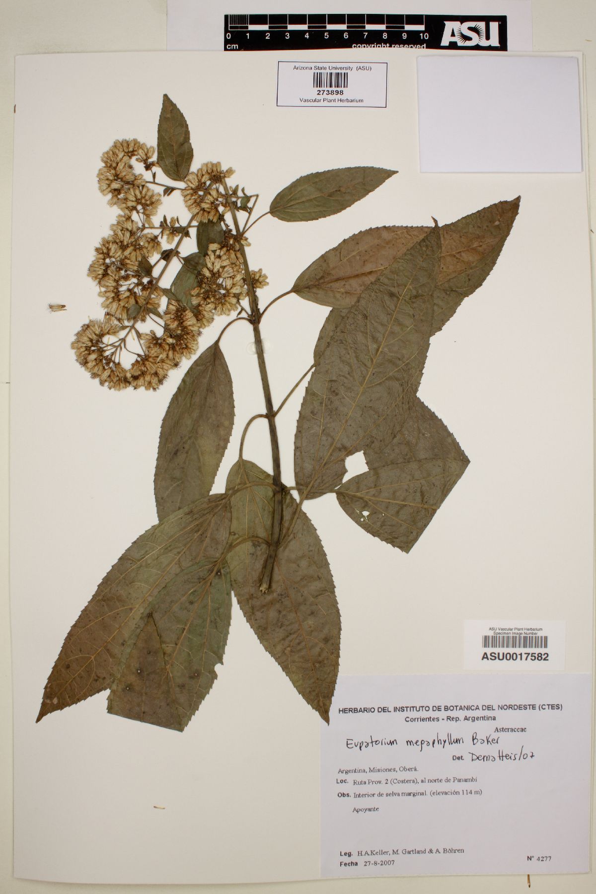 Eupatorium megaphyllum image