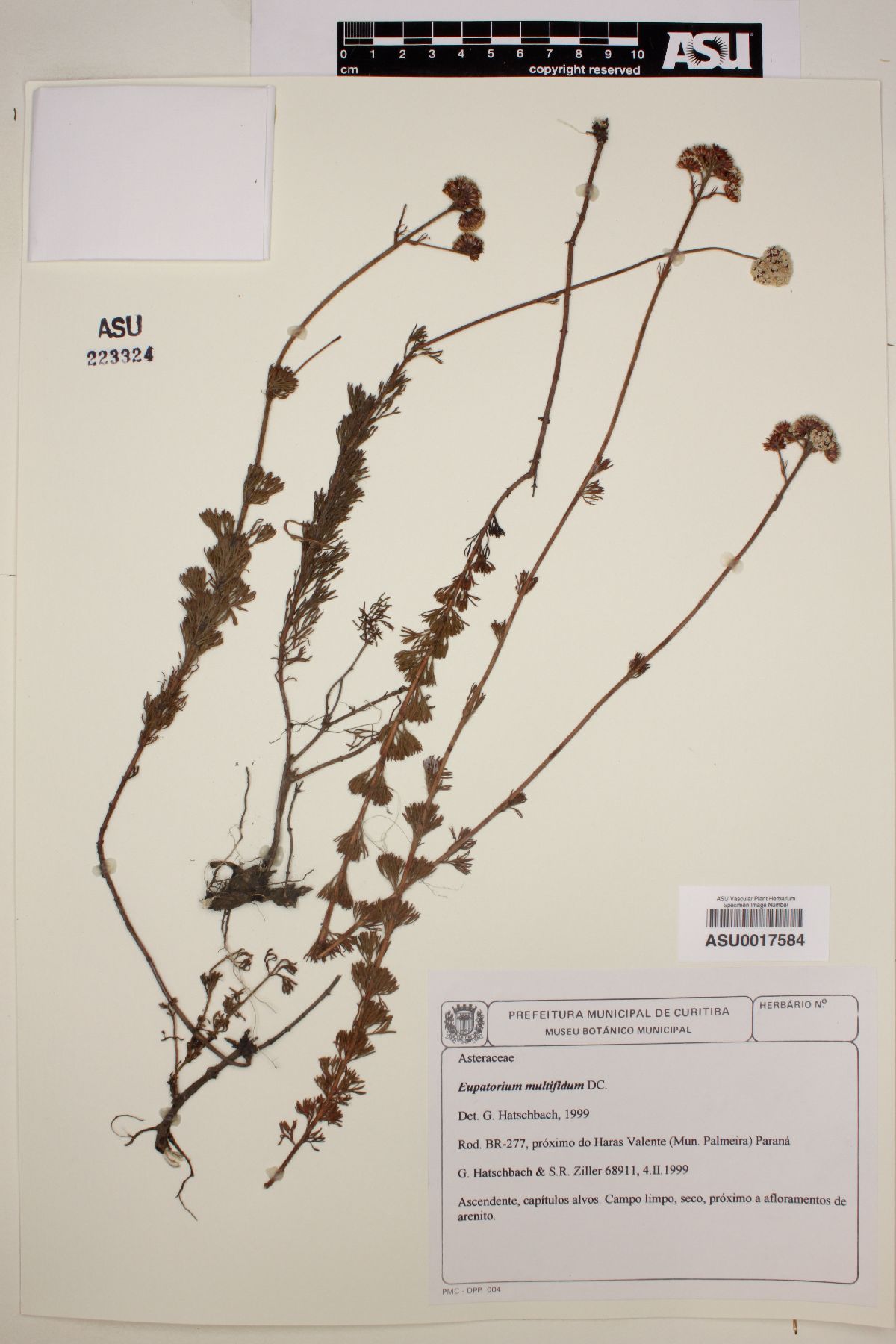 Eupatorium multifidum image