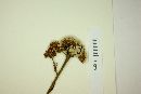 Eupatorium multifidum image