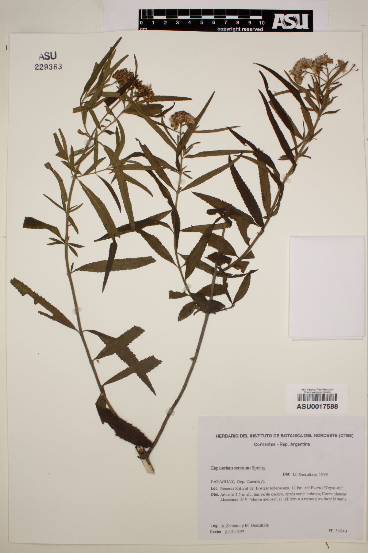Eupatorium serratum image