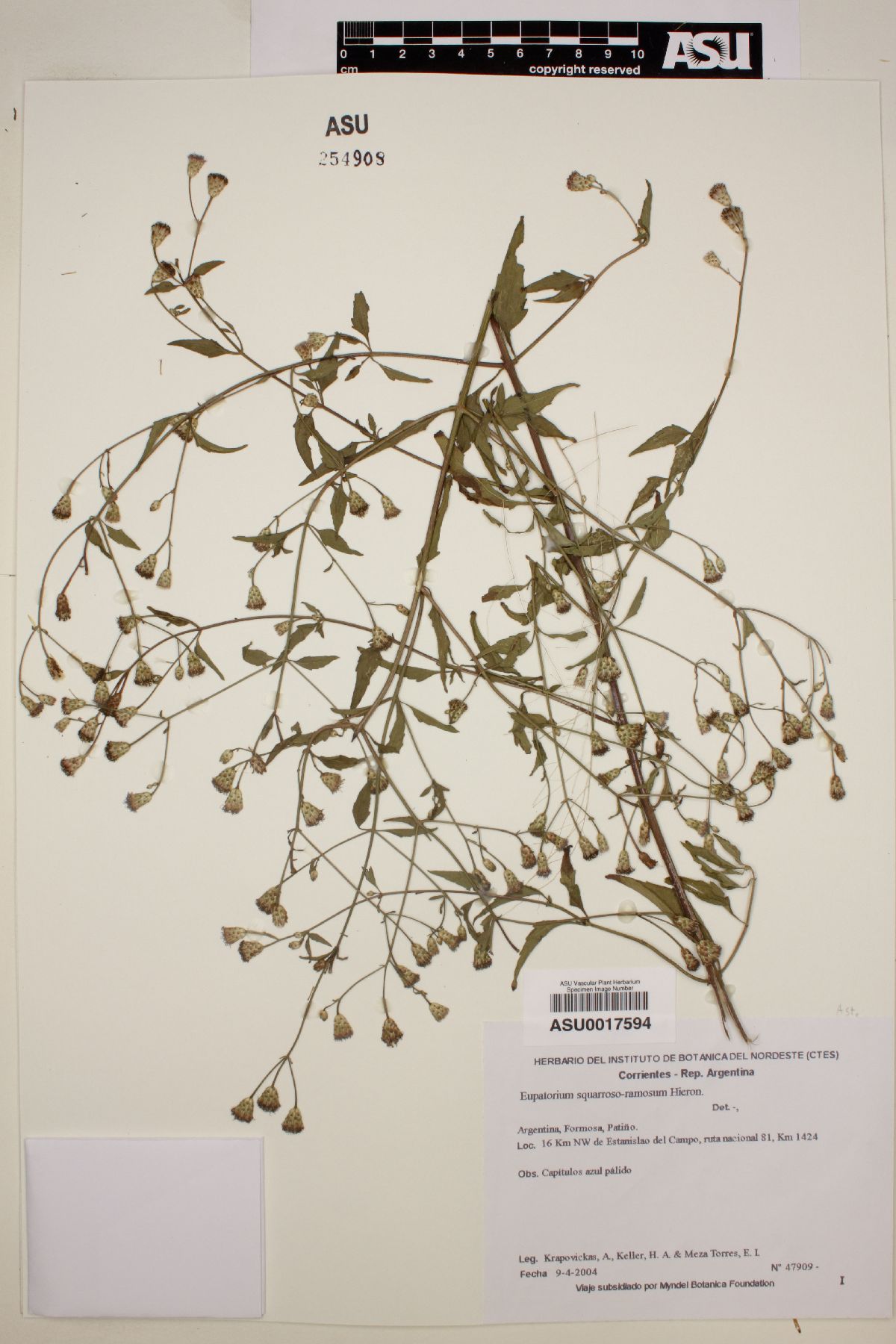 Eupatorium squarroso-ramosum image