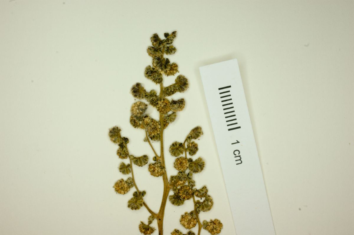 Euphrosyne partheniifolia image