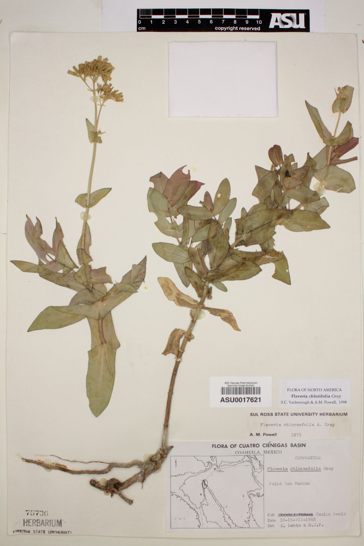 Flaveria chlorifolia image