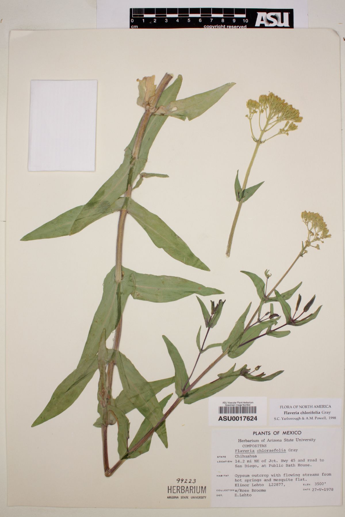 Flaveria chlorifolia image