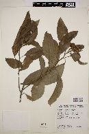 Flourensia laurifolia image