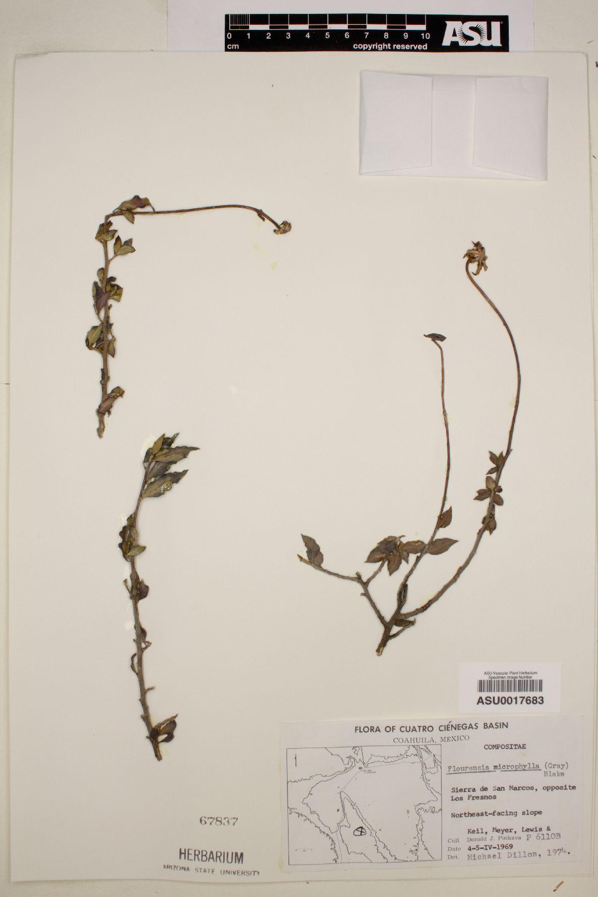 Flourensia microphylla image