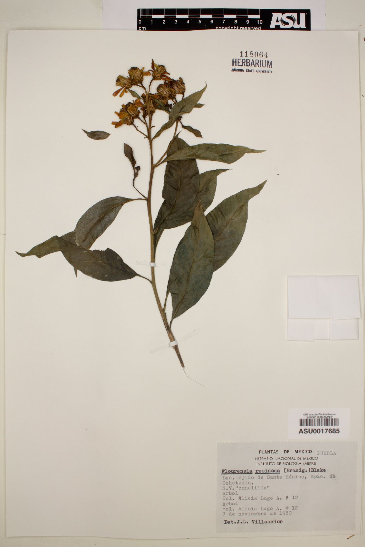 Flourensia resinosa image