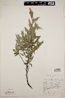 Flourensia retinophylla image