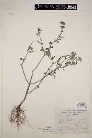 Salvia hirsuta image