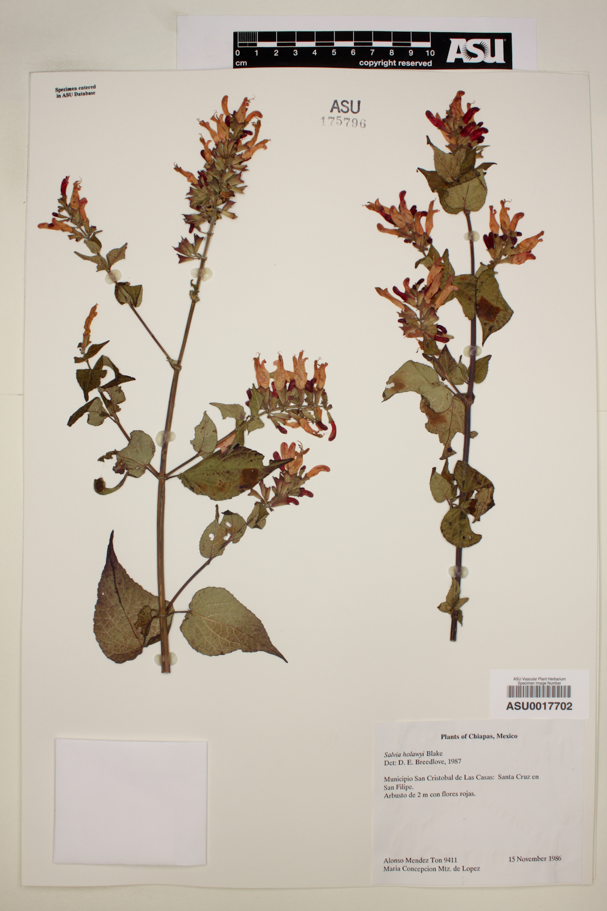 Salvia holwayi image