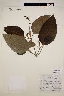 Salvia karwinskii image