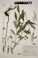 Salvia lavanduloides image