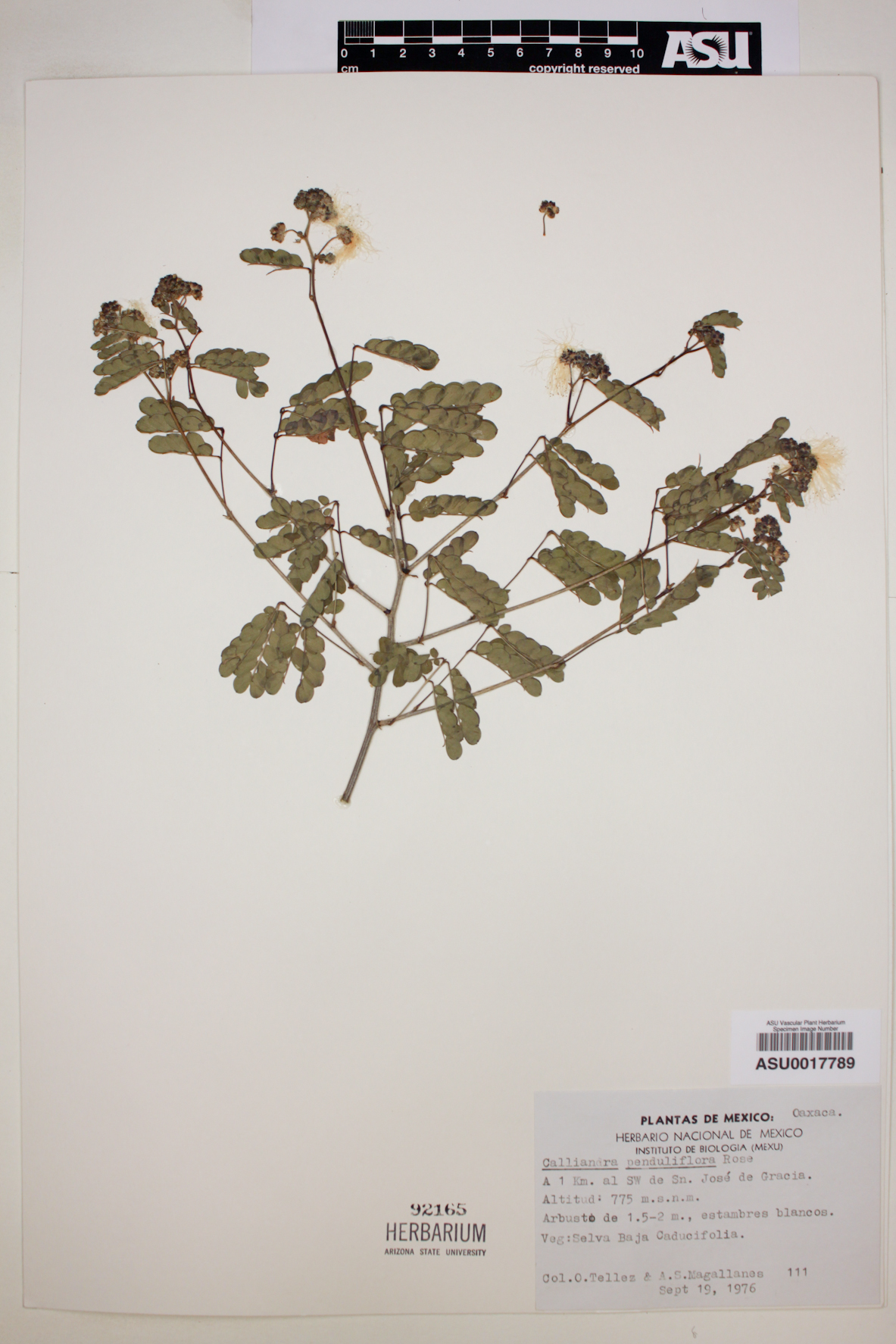 Calliandra penduliflora image