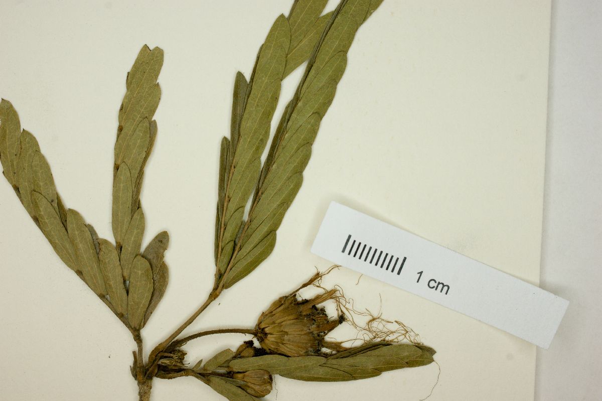 Calliandra tonduzii image