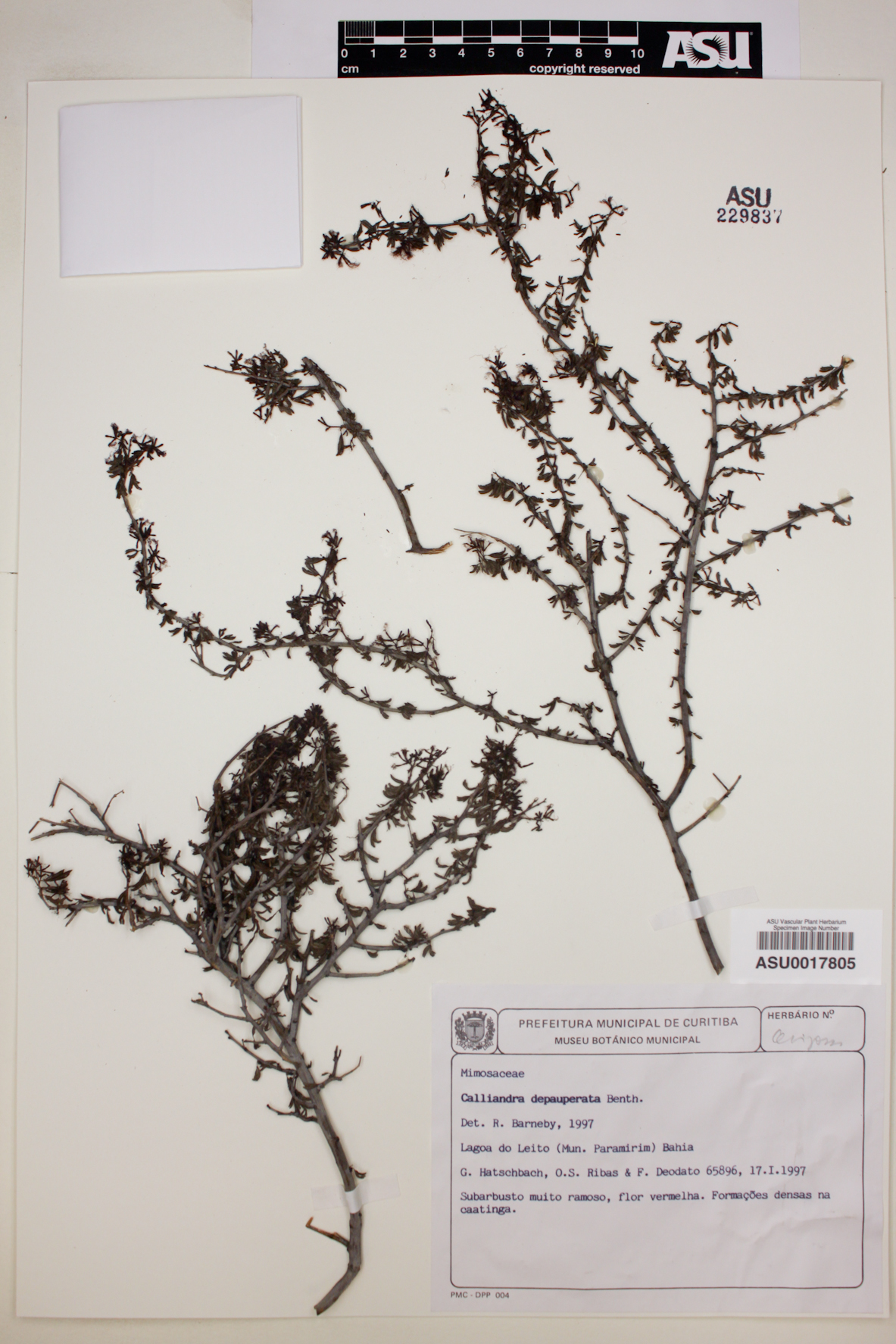 Calliandra depauperata image