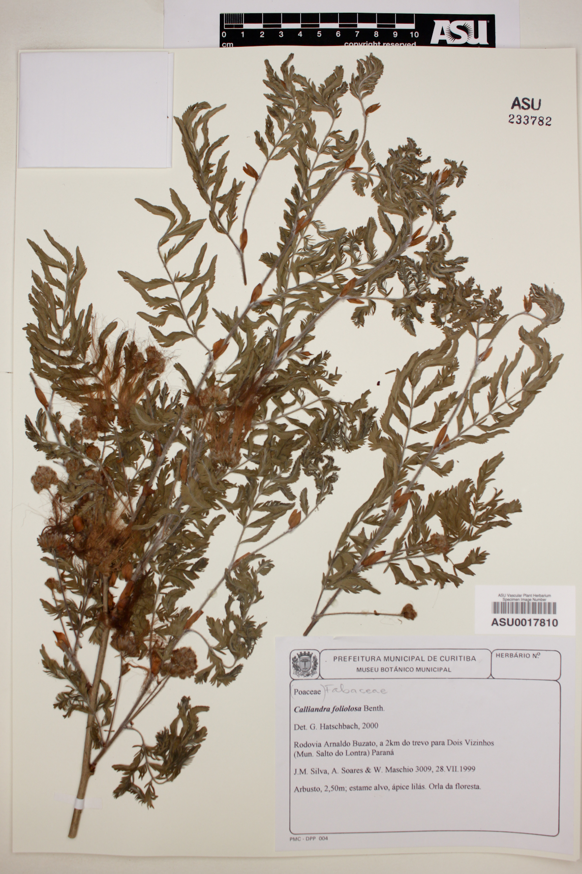 Calliandra foliolosa image