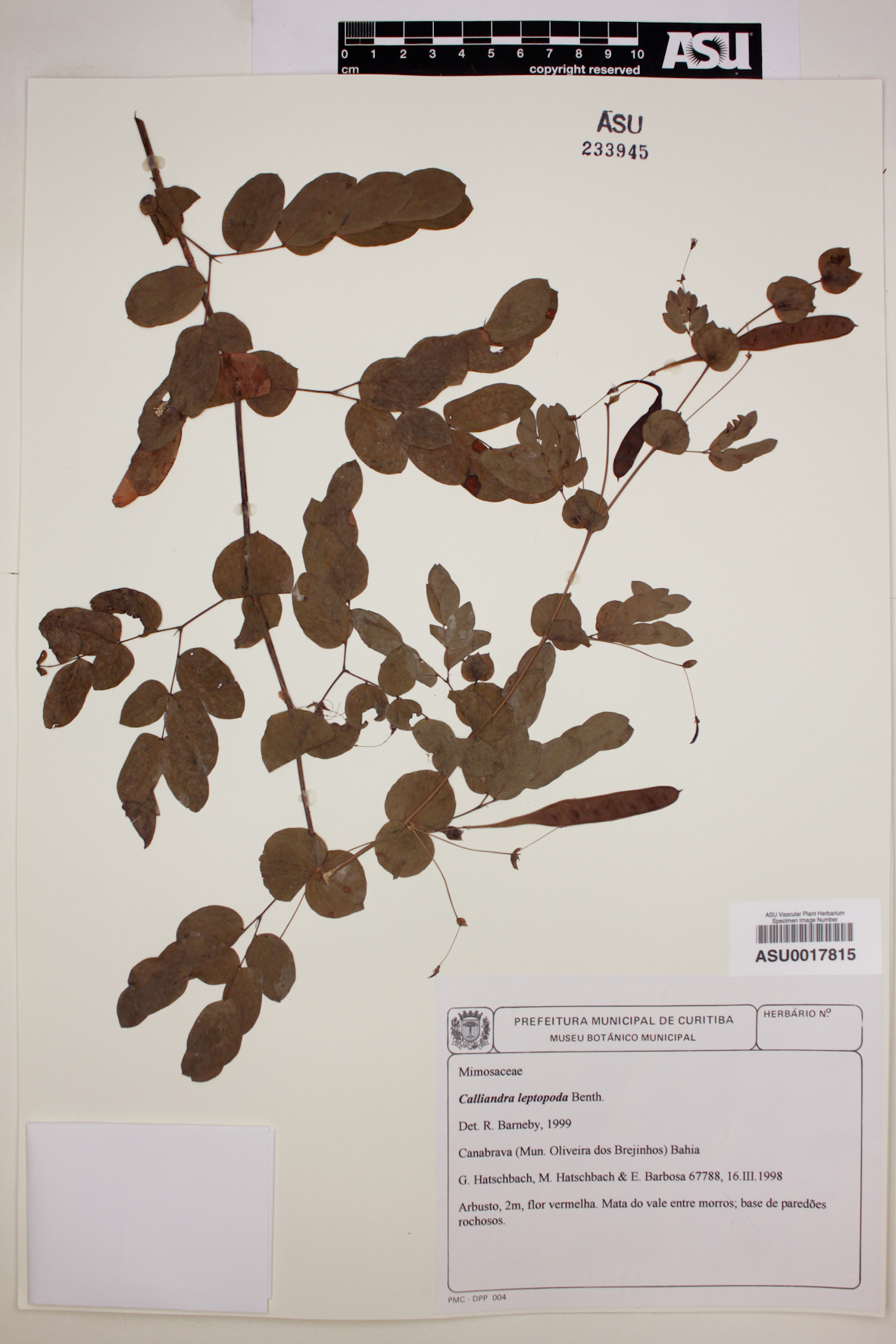 Calliandra leptopoda image
