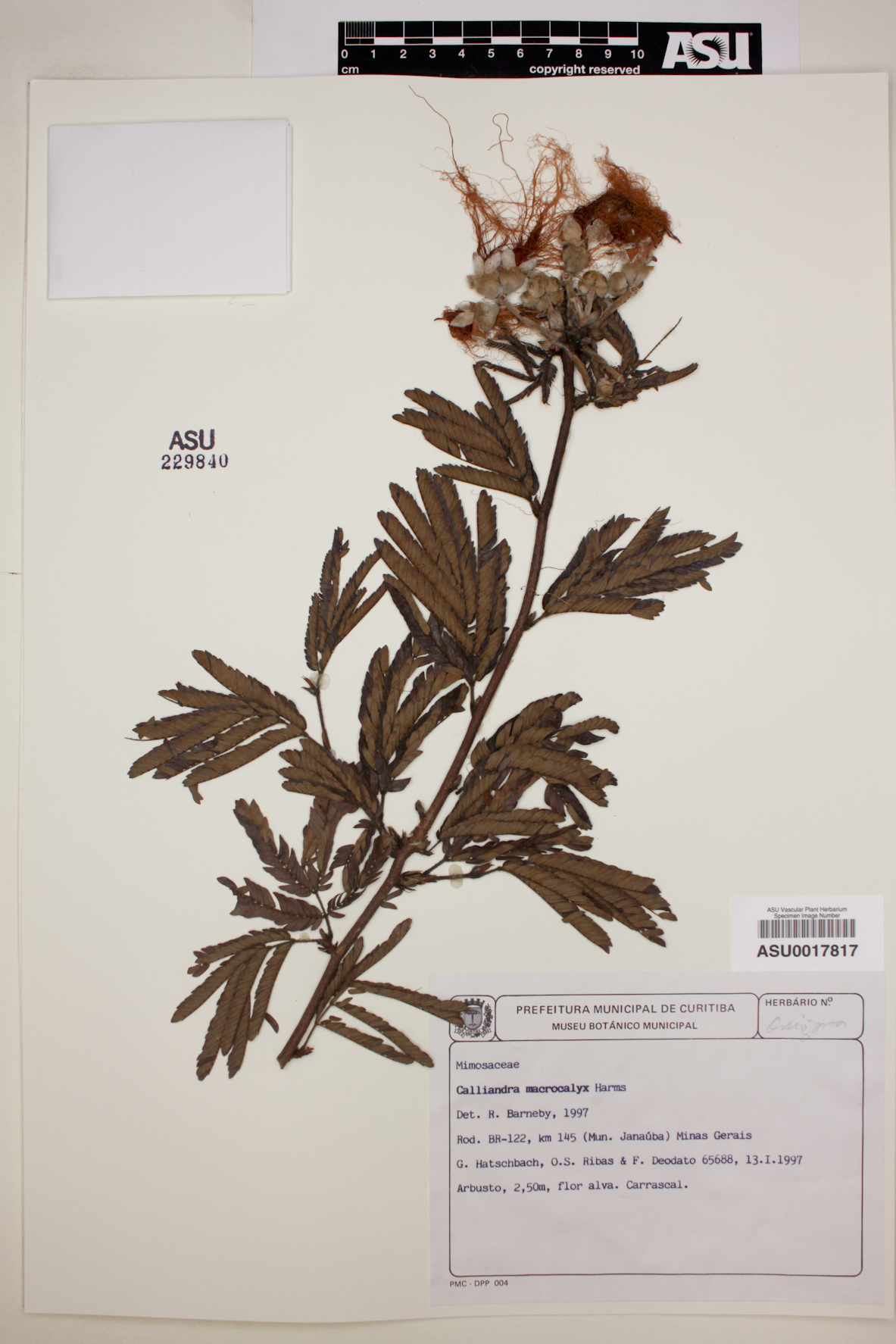 Calliandra macrocalyx image
