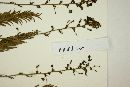 Calliandra parviflora image