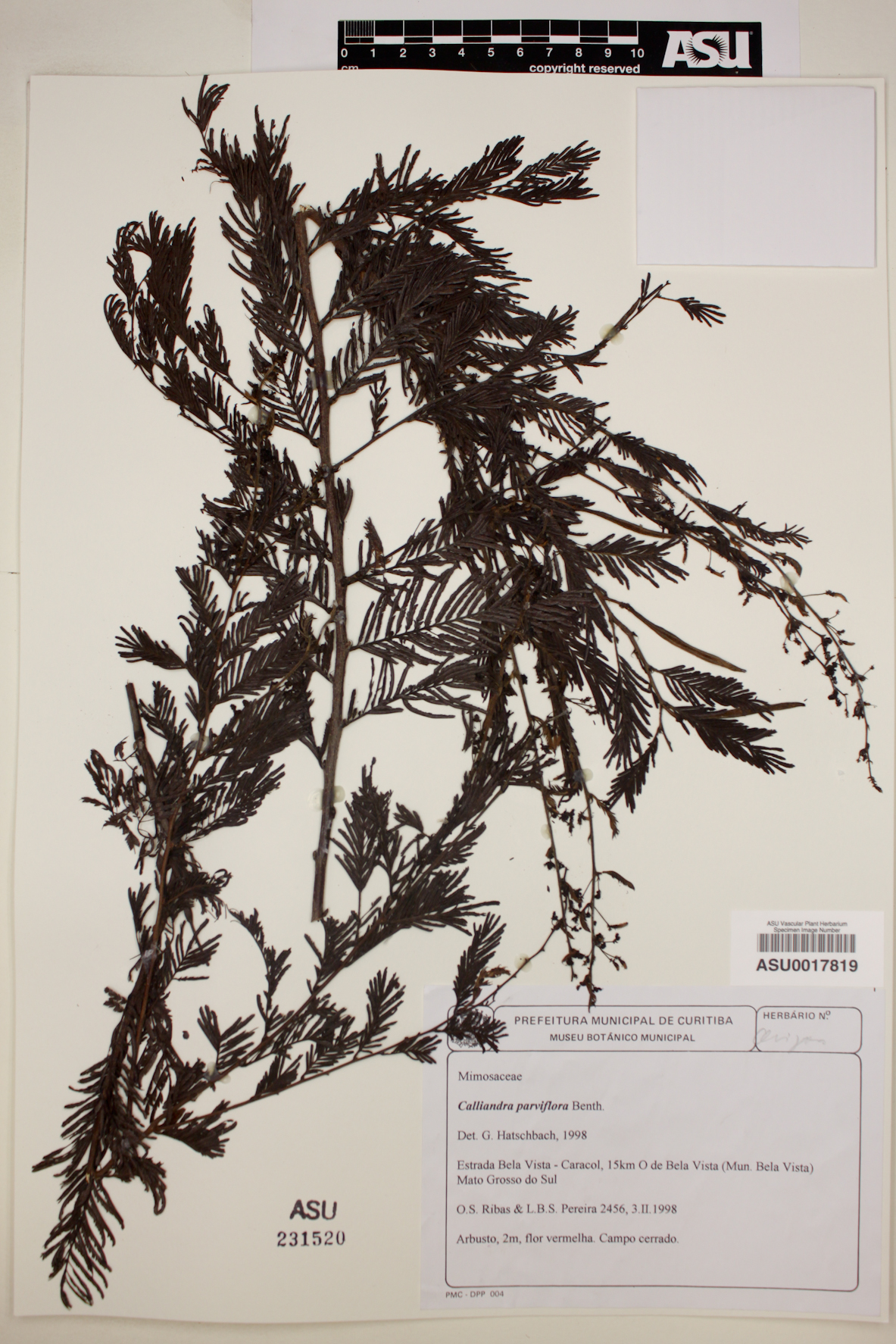Calliandra parviflora image