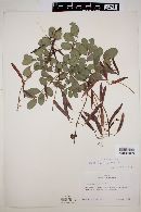 Cassia chiapensis image