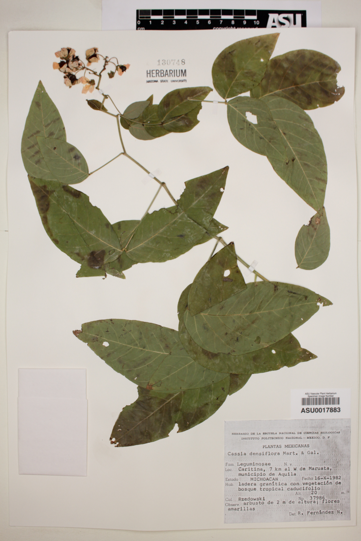 Cassia densiflora image