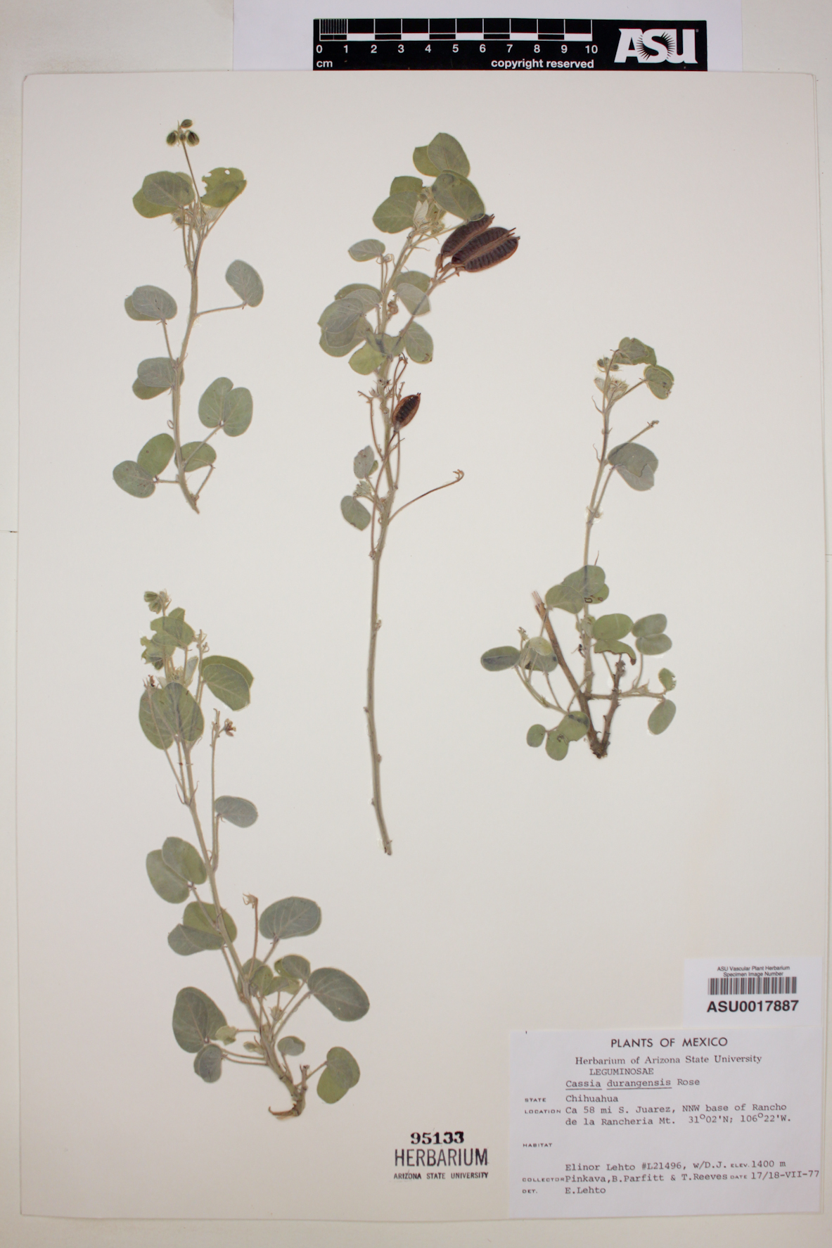 Senna durangensis image