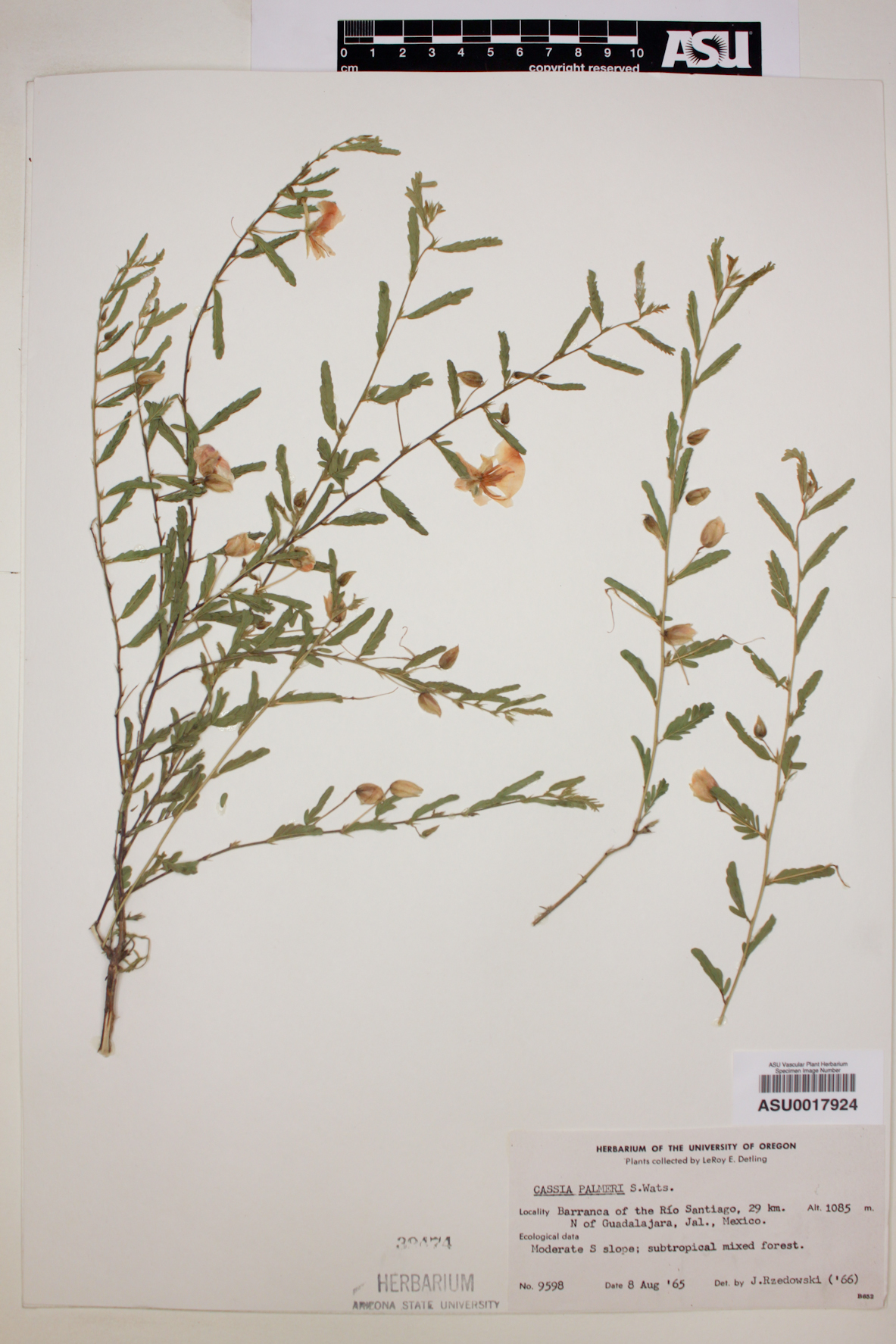 Cassia palmeri image