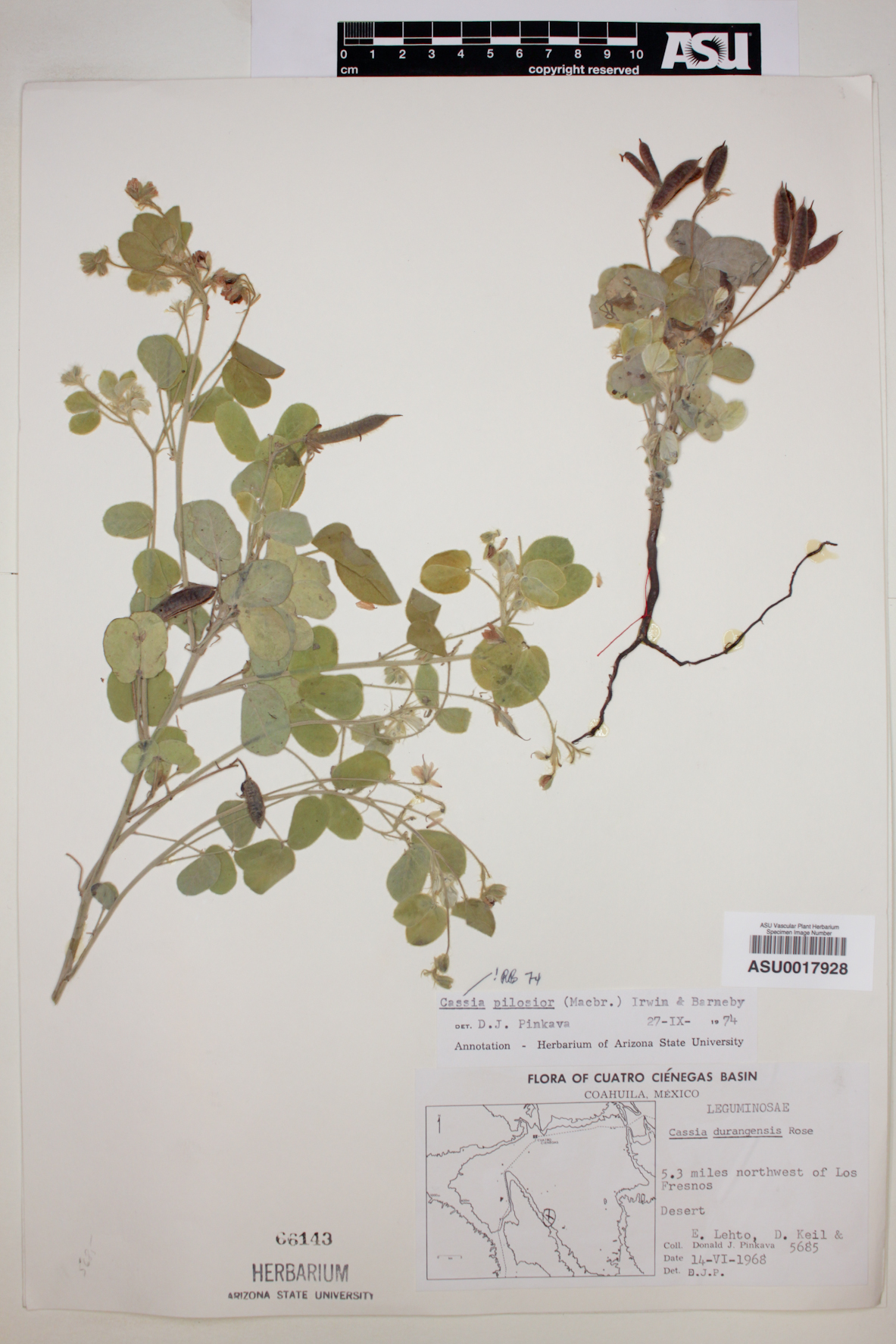 Senna pilosior image