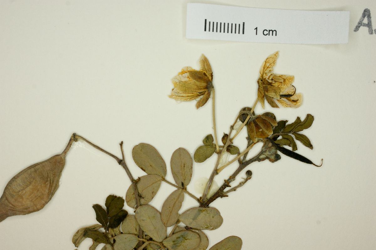 Cassia purpusii image