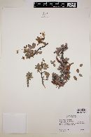 Cassia purpusii image