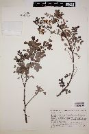 Cassia purpusii image