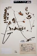 Cassia ferruginea image