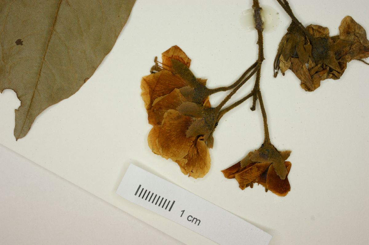 Cenostigma macrophyllum image