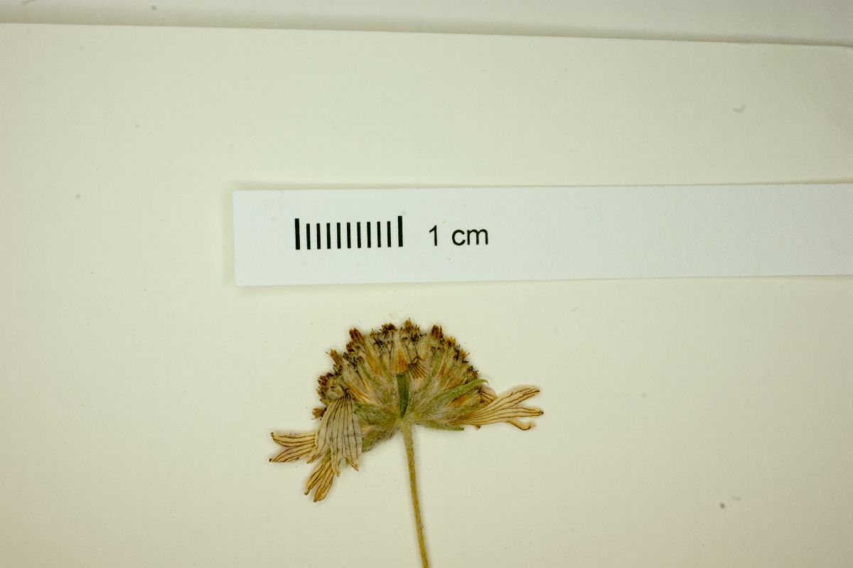 Gaillardia comosa image