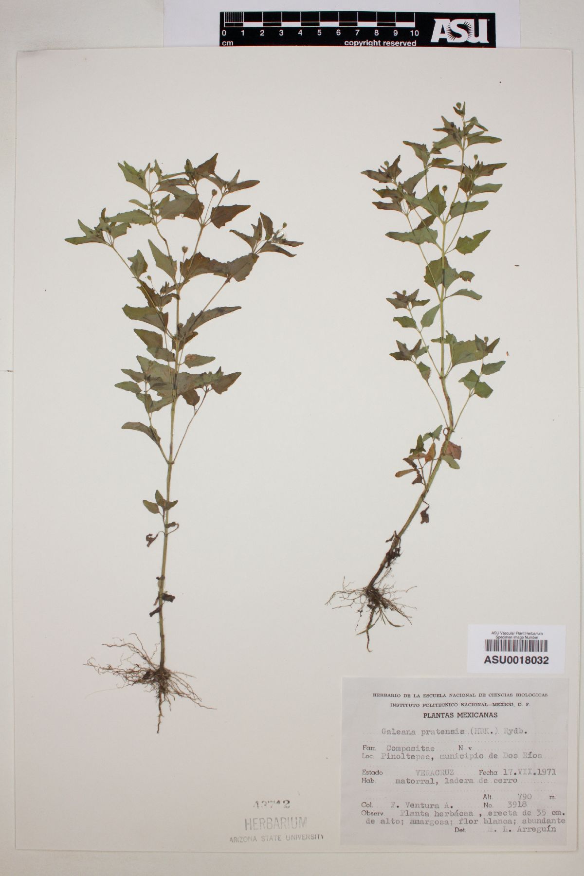 Galeana pratensis image