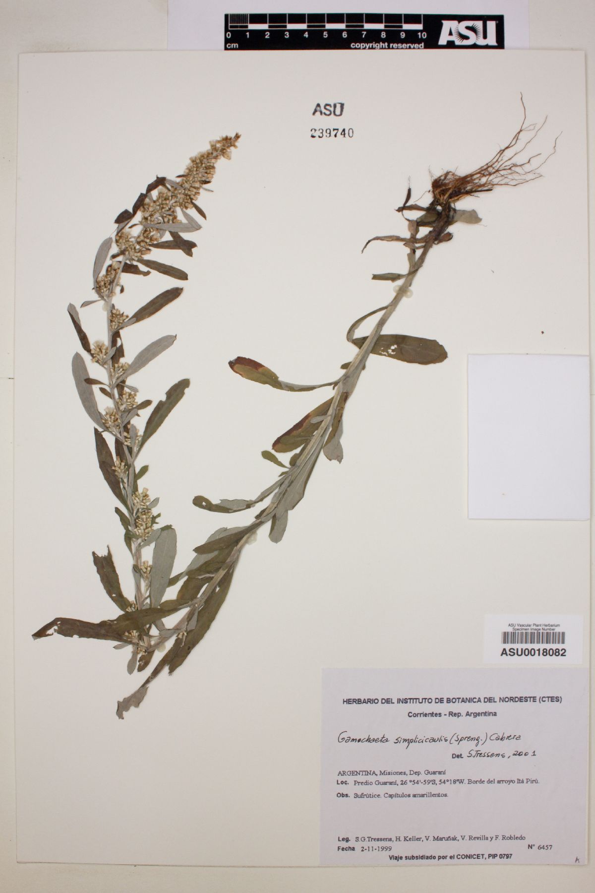 Gamochaeta simplicicaulis image