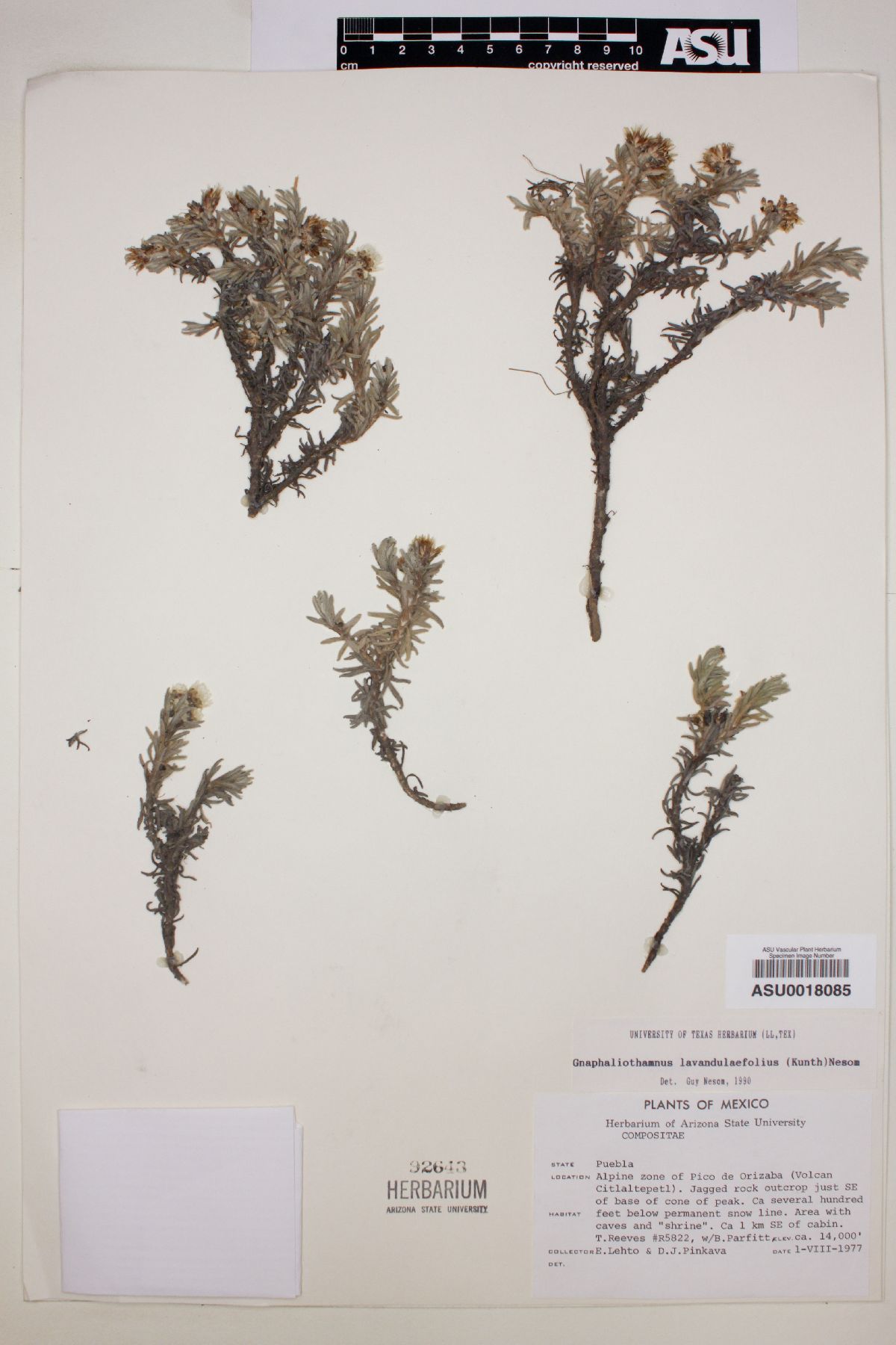 Gnaphaliothamnus lavandulifolius image