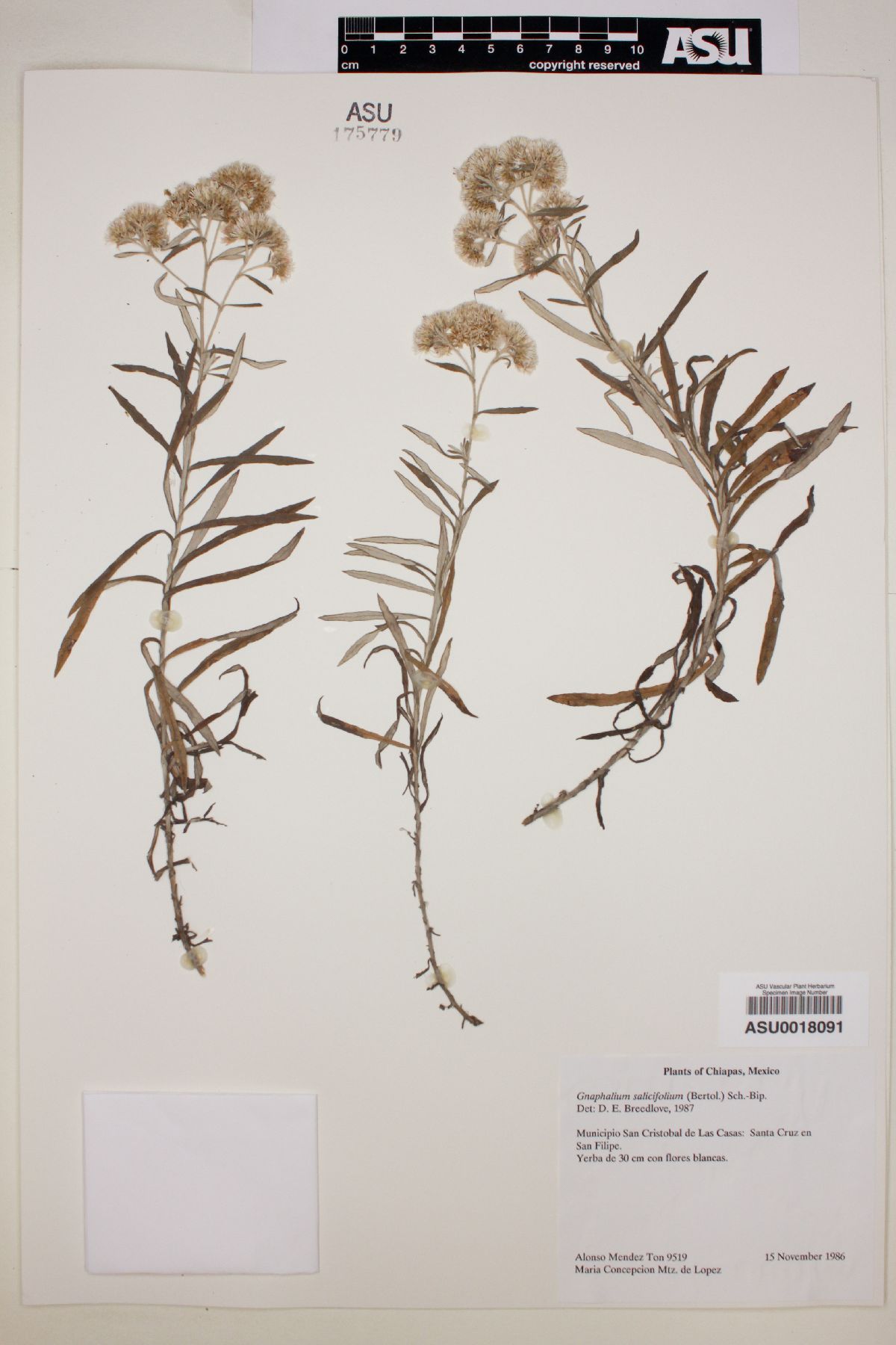 Gnaphalium salicifolium image
