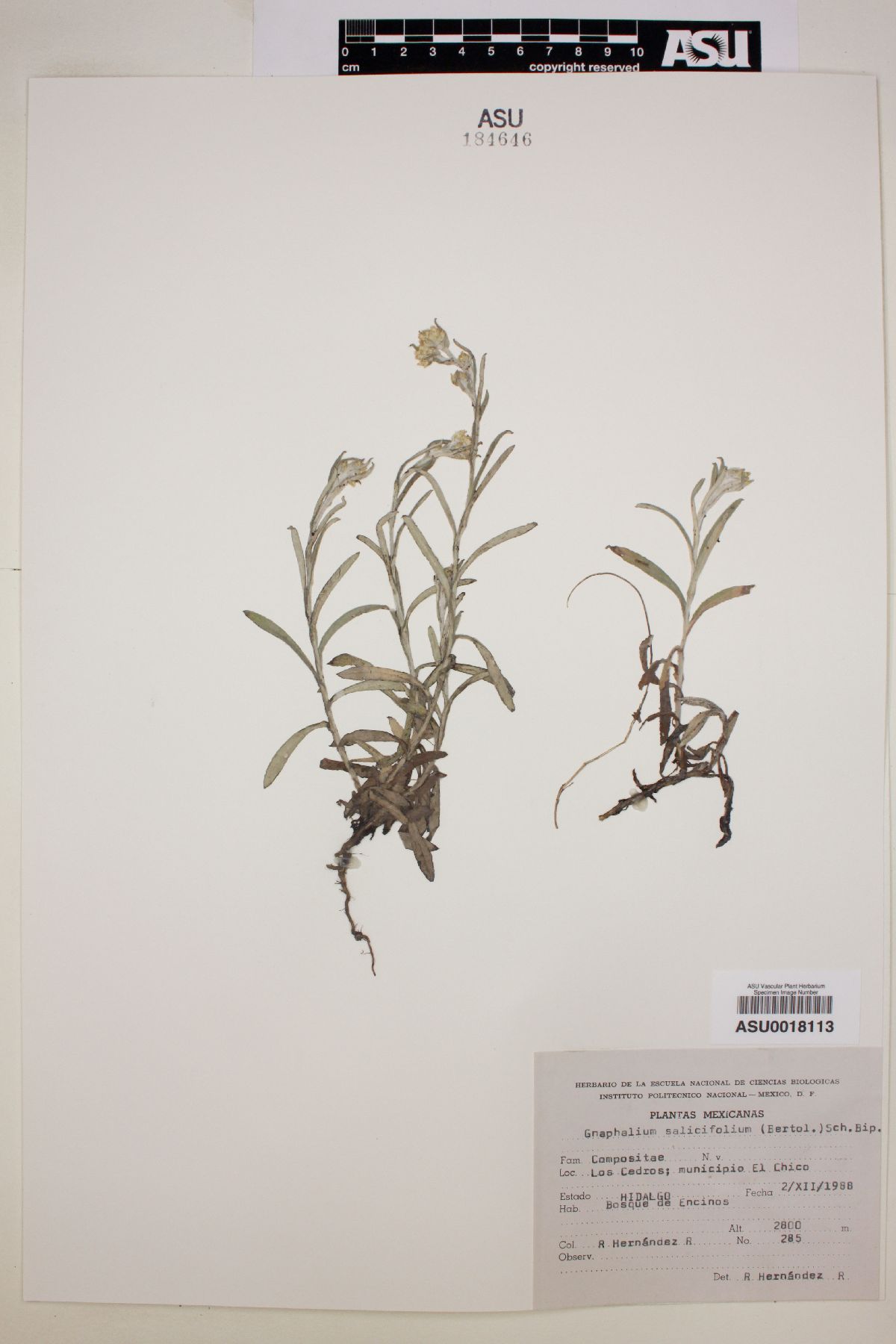 Gnaphalium salicifolium image