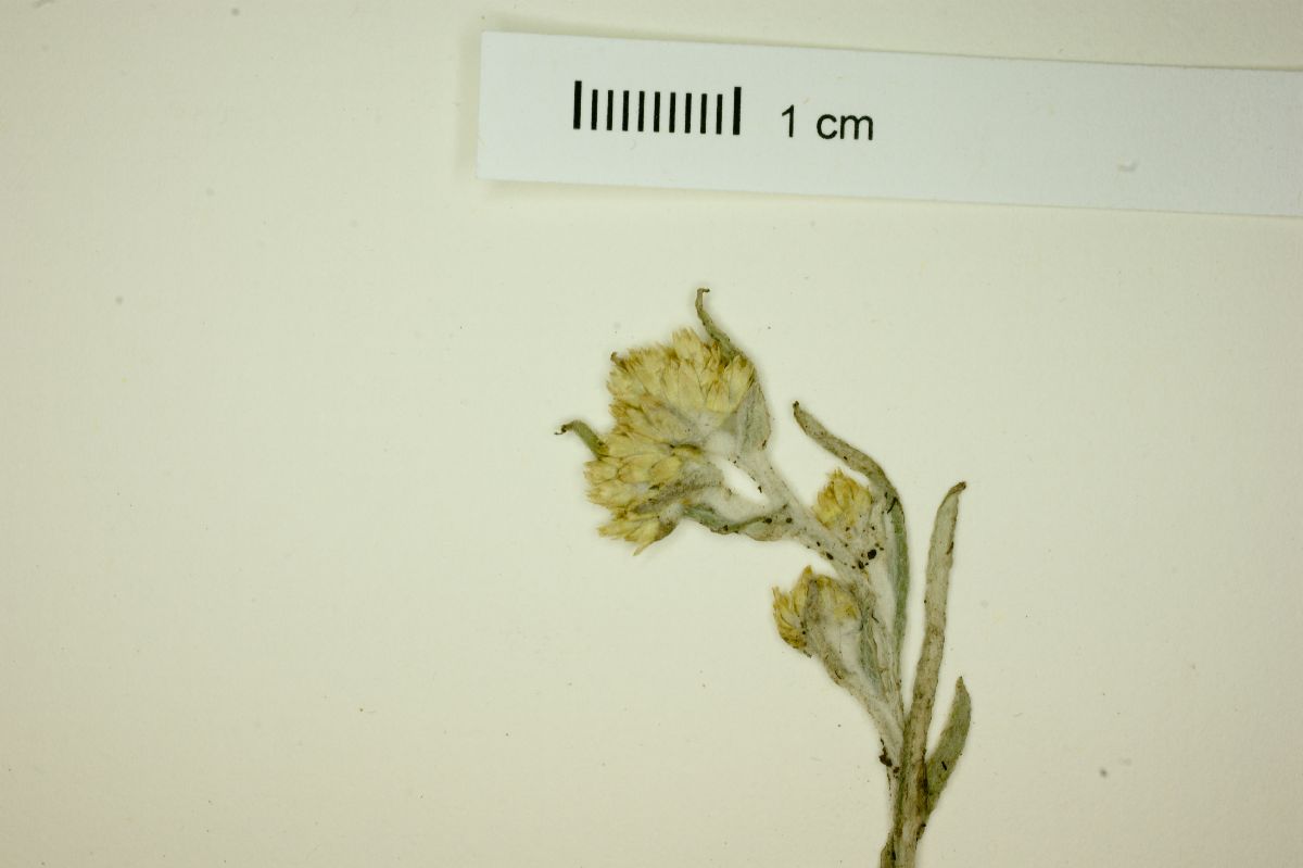 Gnaphalium salicifolium image