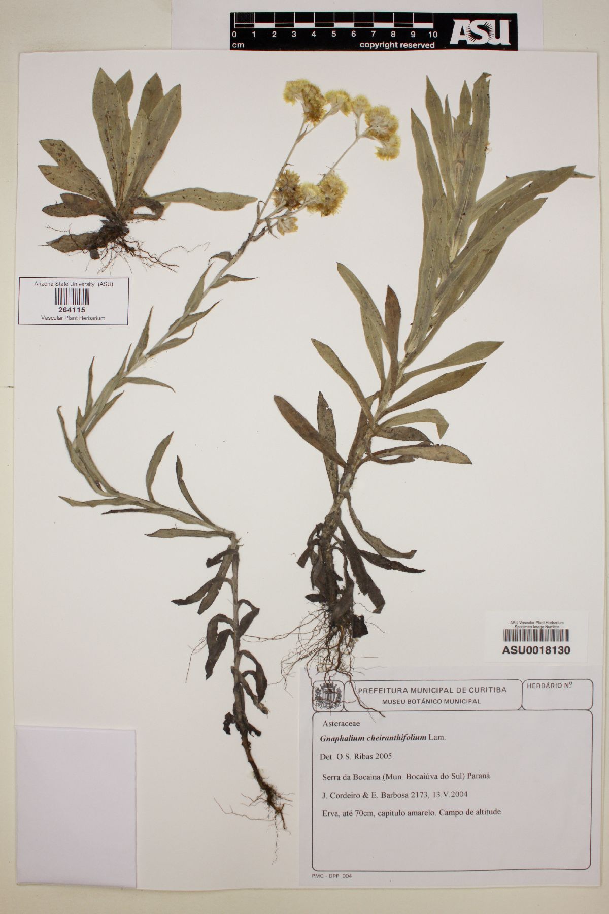 Gnaphalium cheiranthifolium image