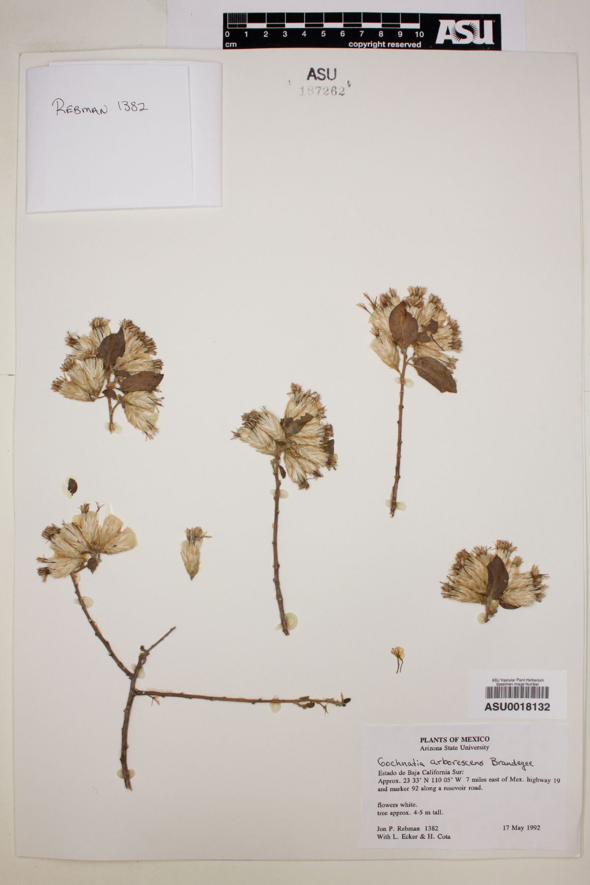Nahuatlea arborescens image