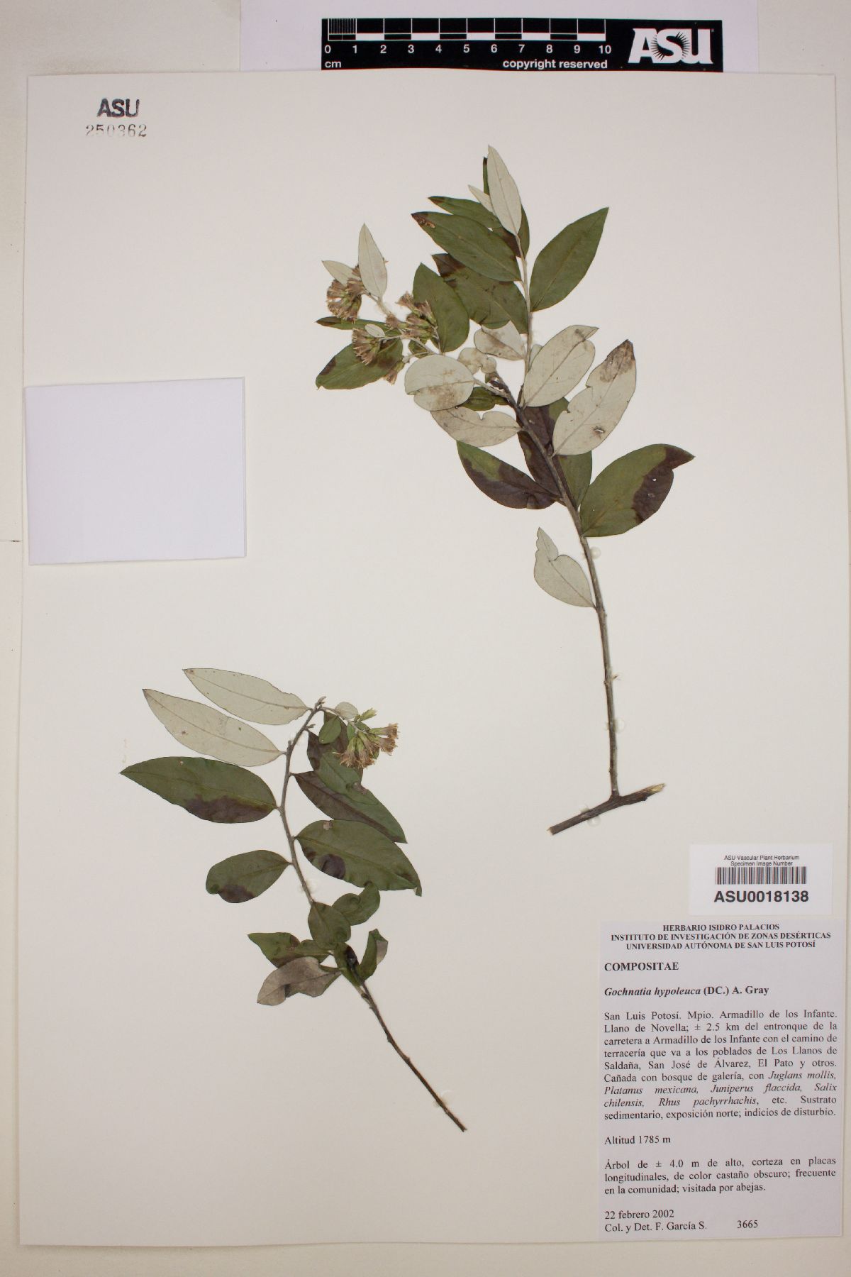Gochnatieae image
