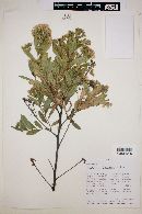 Image of Gochnatia fascicularis