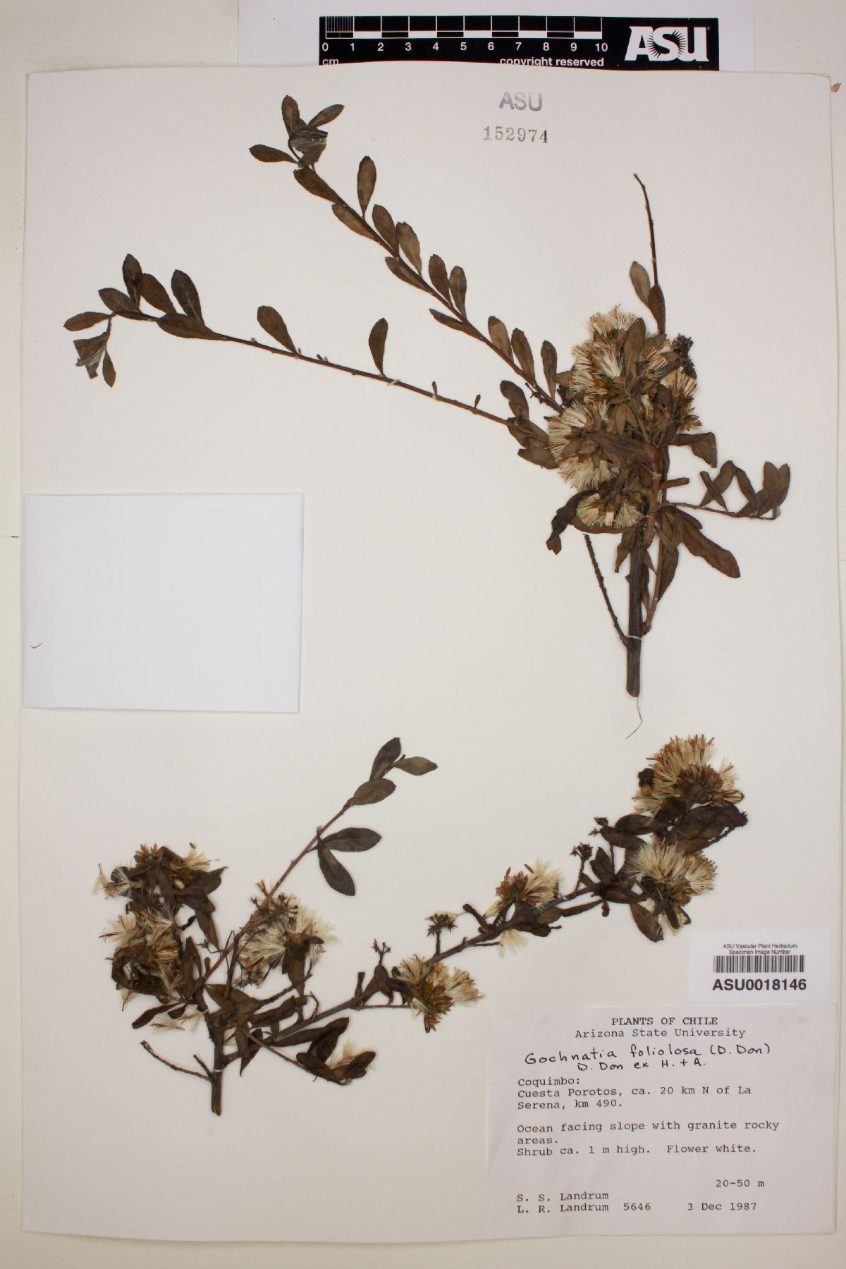 Gochnatia foliolosa image