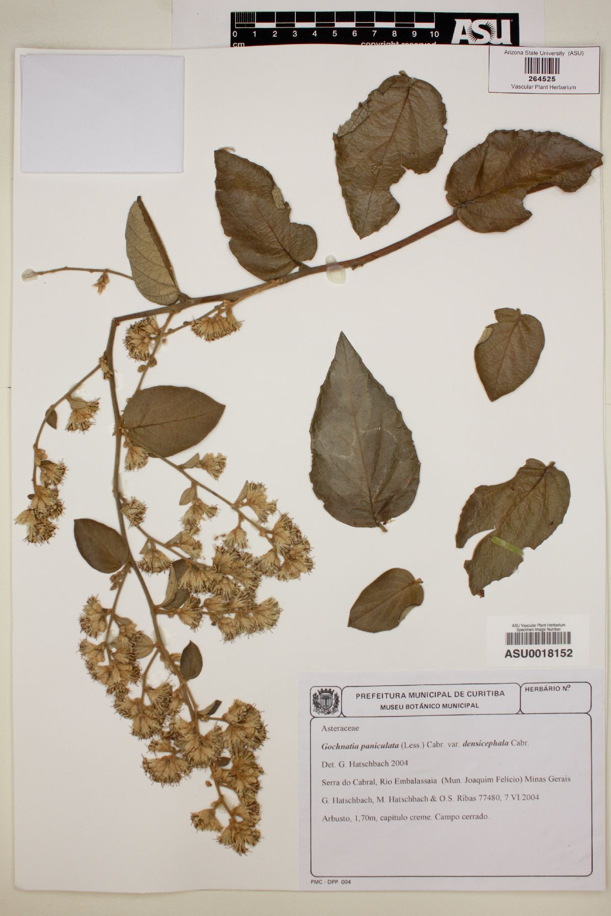 Gochnatia paniculata image