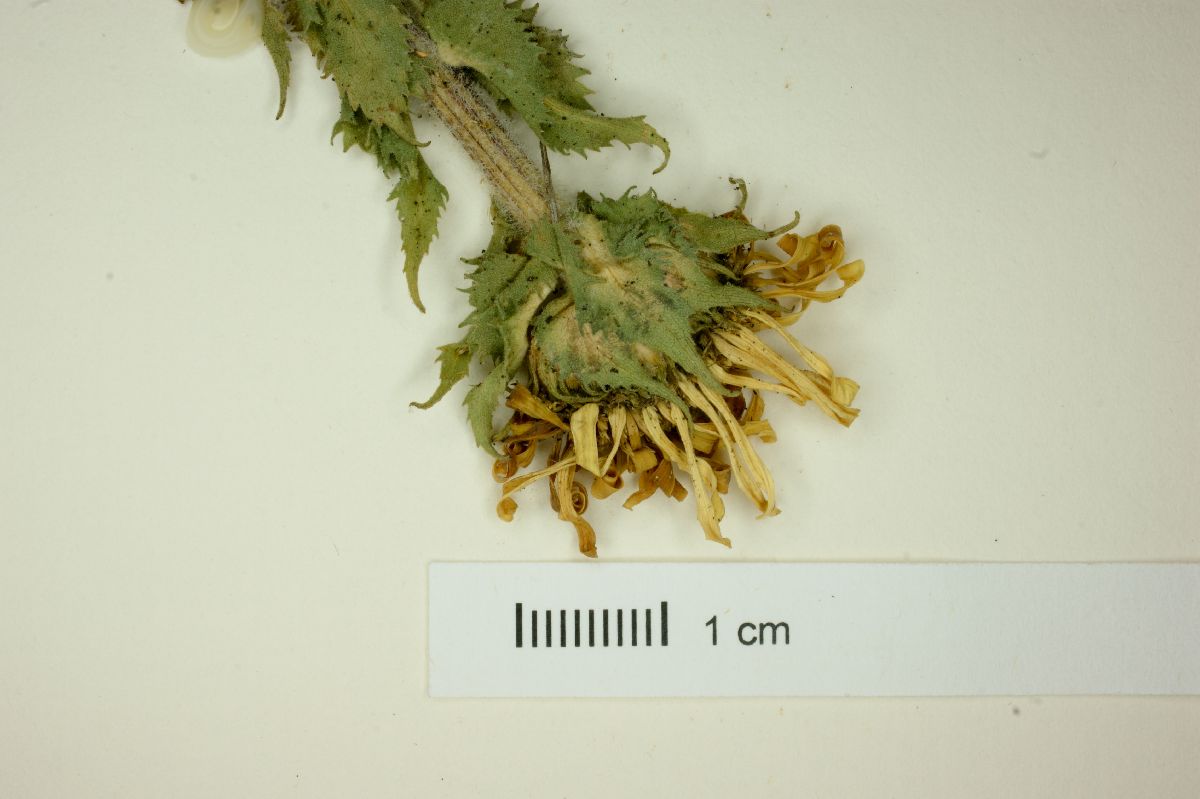 Grindelia greenmanii image