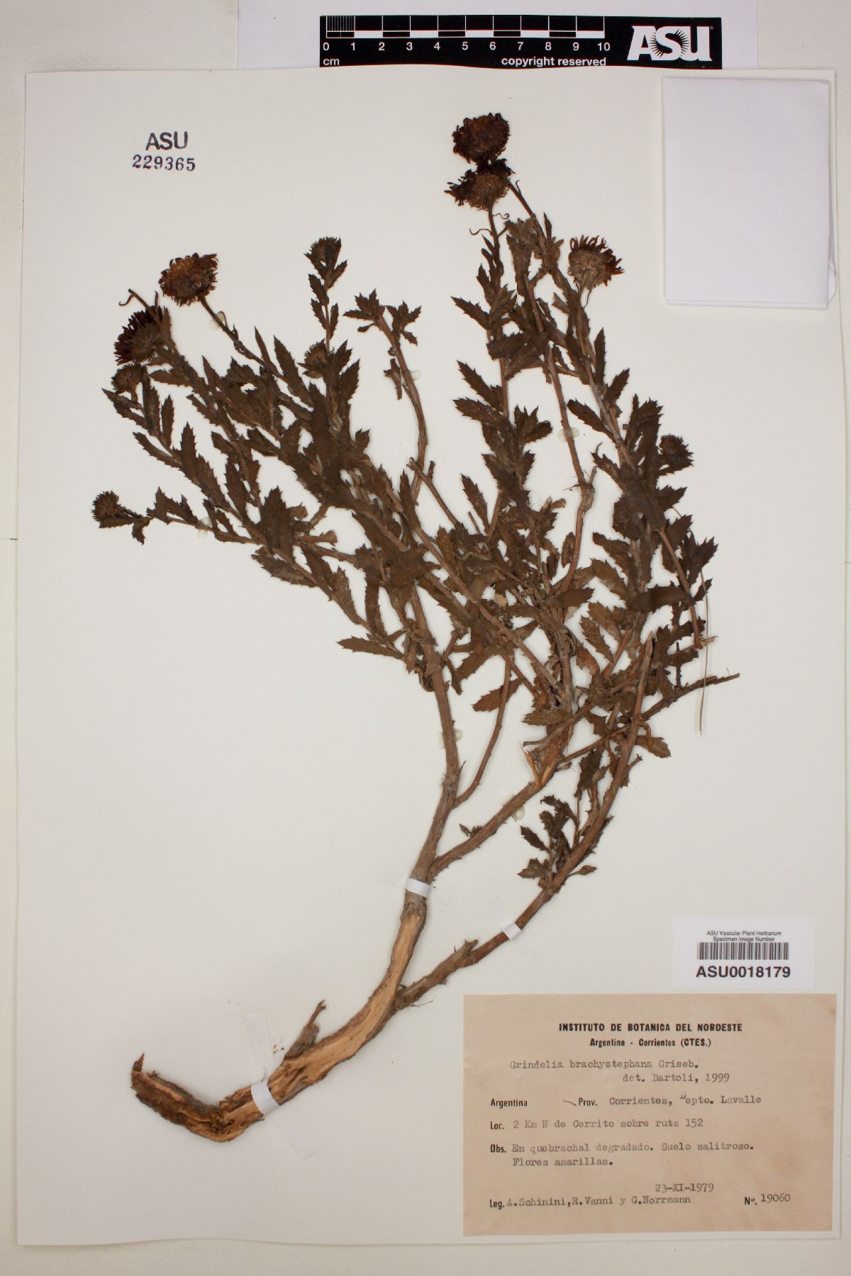 Grindelia brachystephana image