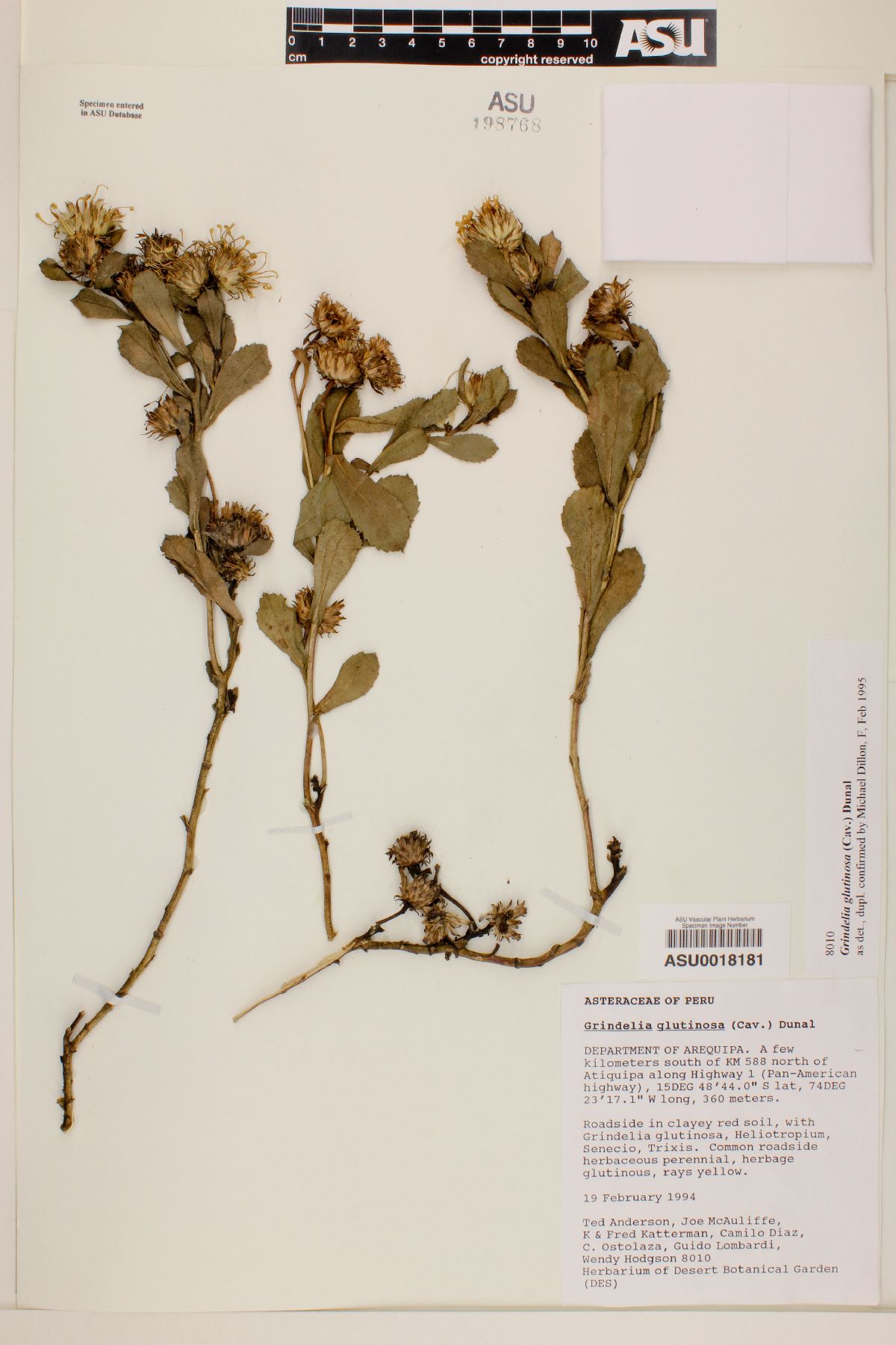 Grindelia glutinosa image